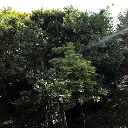 'new' Sunkissed On The Old Hill *