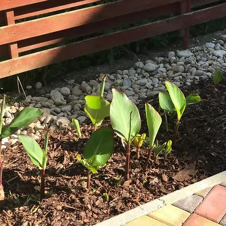 'new' Sunkissed On The Old Hill *