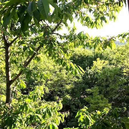 'new' Sunkissed On The Old Hill